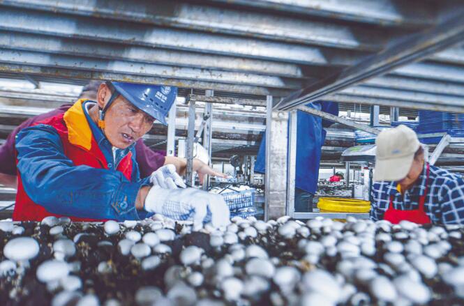 安徽灣沚供電公司:打造先鋒團(tuán)隊(duì) 服務(wù)鄉(xiāng)村振興