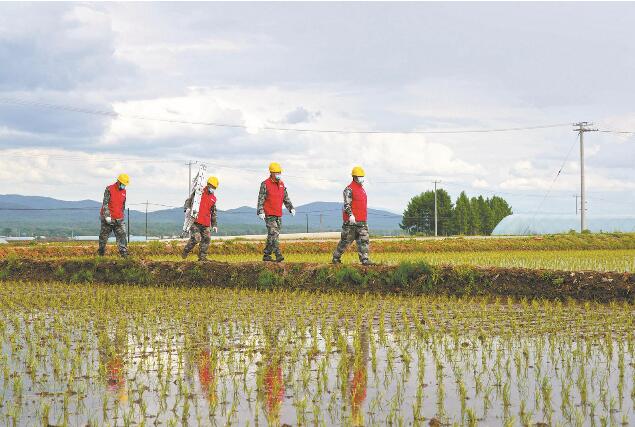 國網(wǎng)五常市供電公司:稻香阡陌里 電力助豐收