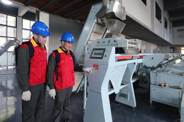 國(guó)網(wǎng)泰順縣供電公司:電力護(hù)航 春茶飄香