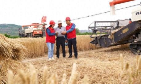 國網(wǎng)平?jīng)龉╇姽荆猴L(fēng)吹麥浪香滿園 電力護航保豐年